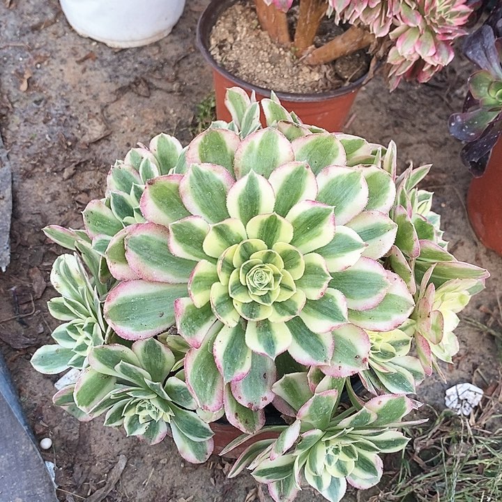 047 一颗水蜜桃法师