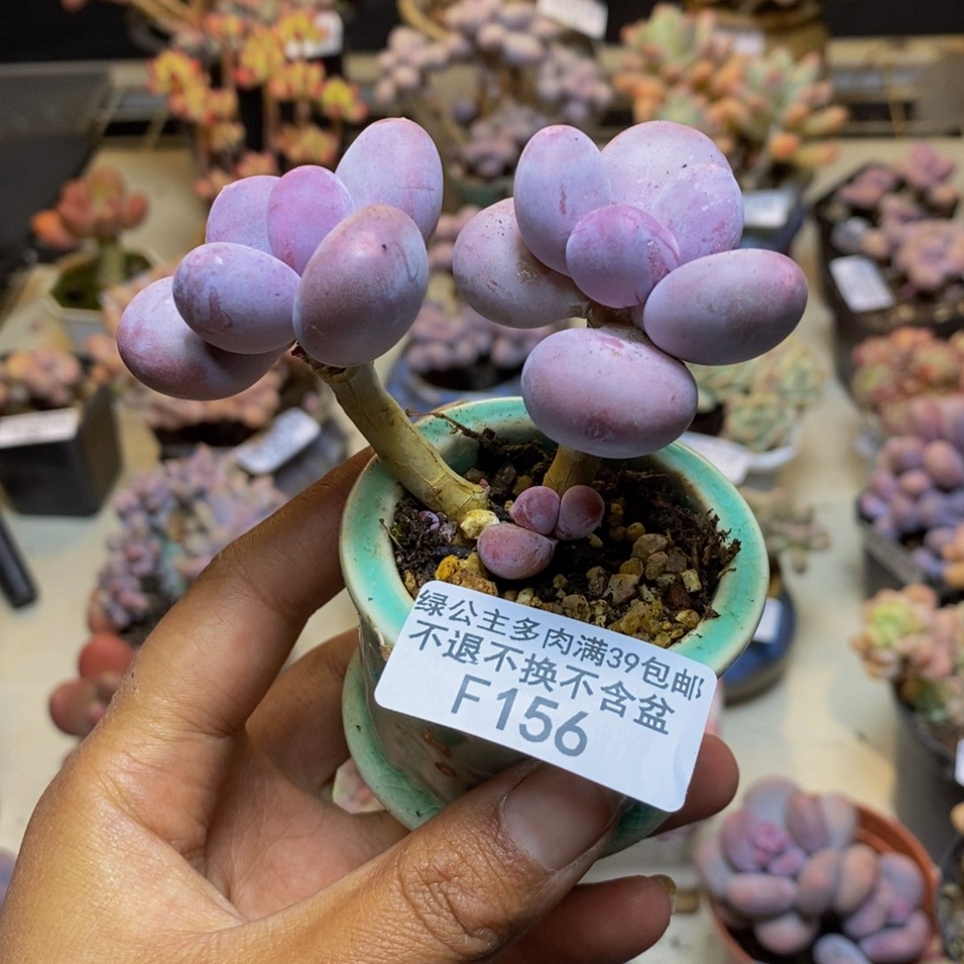 156彩虹奶多肉6c m