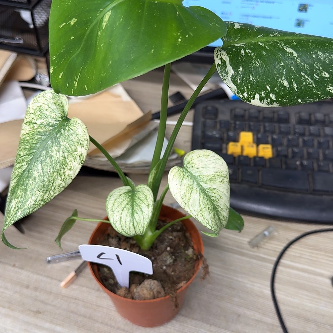 无花朵我***曼白怪兽c1