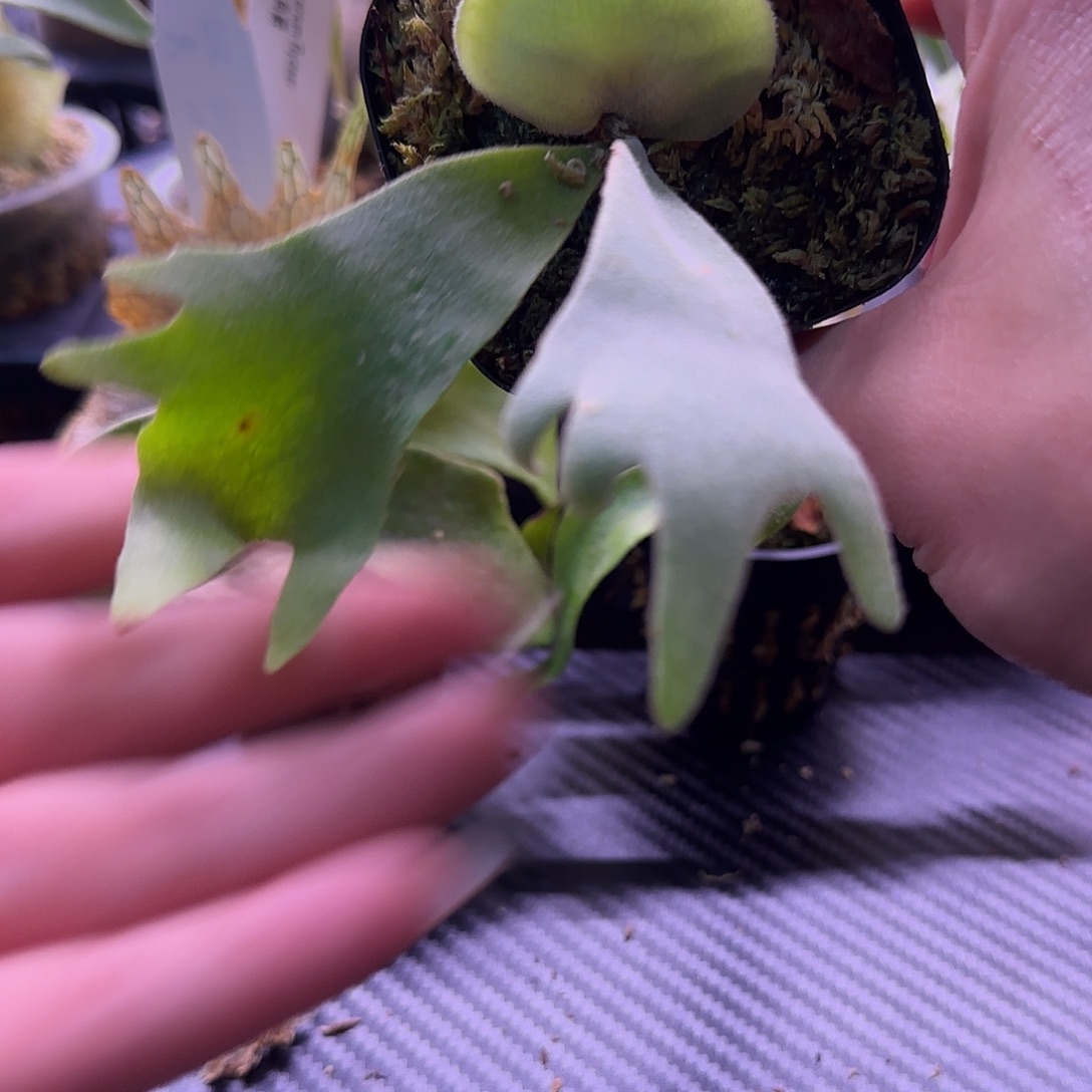 波哥苏丹鹿角蕨孢子苗