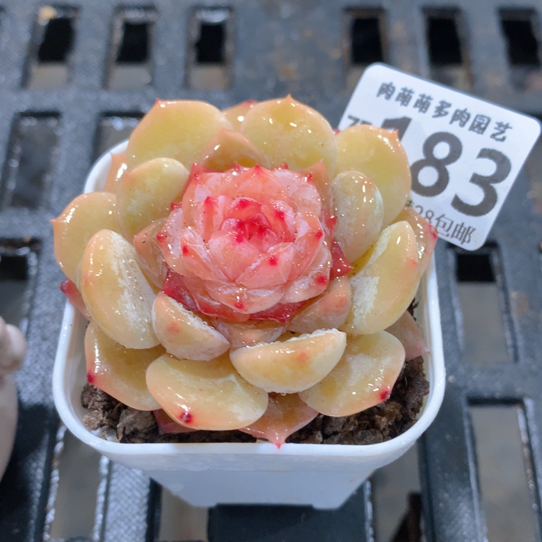 肉萌萌拇指盆精控多肉ZE183