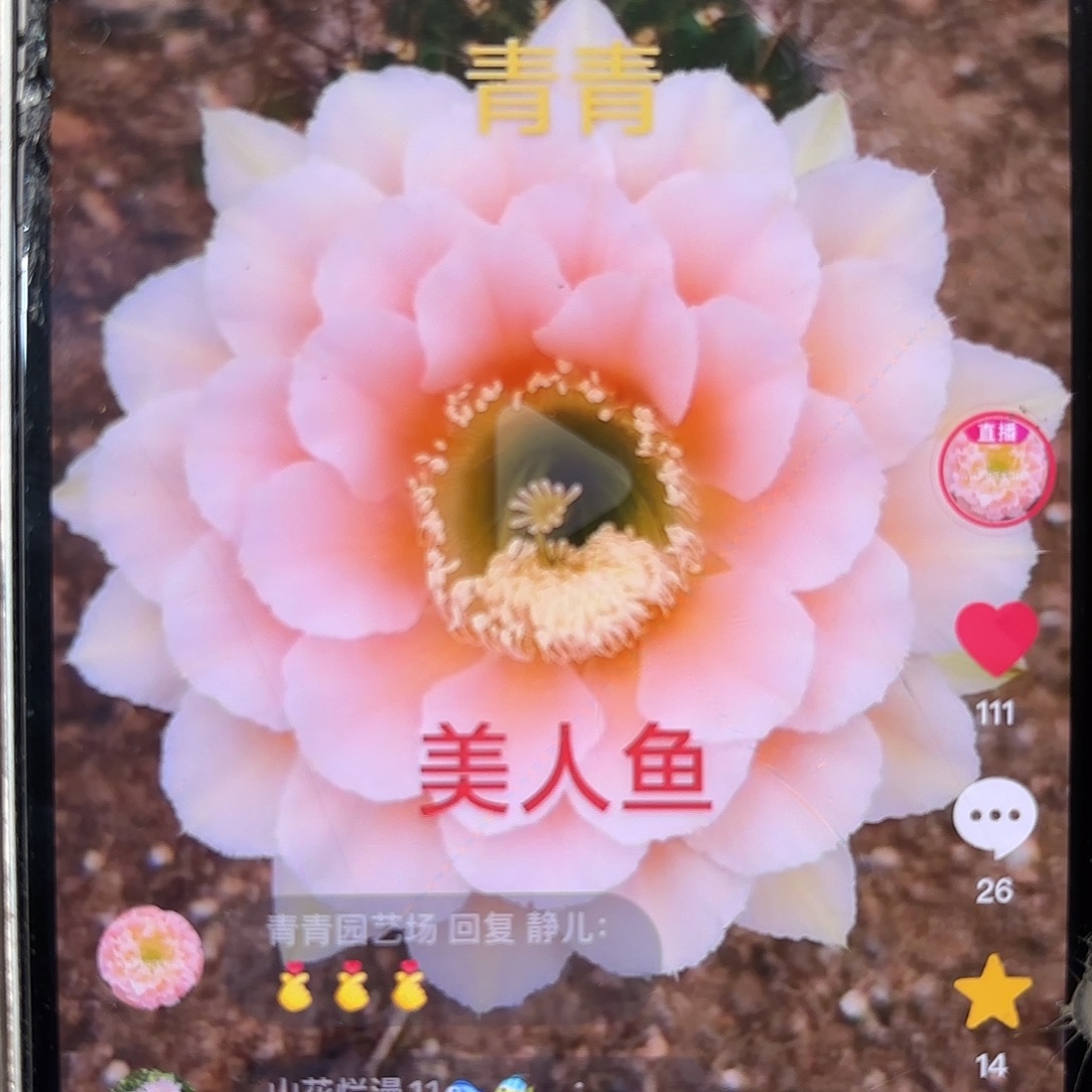 彩草美人鱼群生3个头