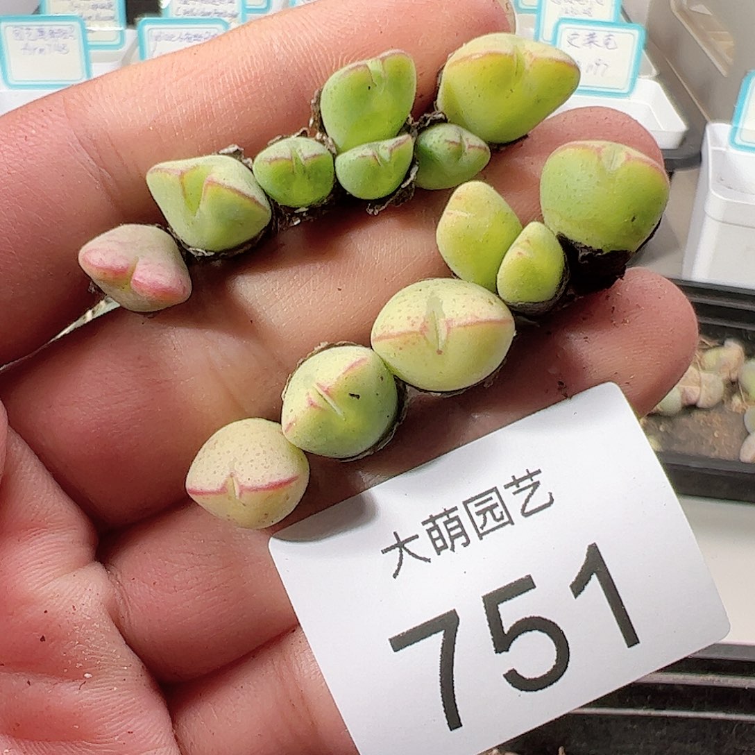 0000751 一物一拍……