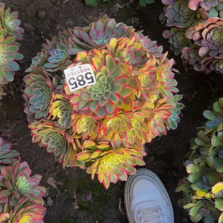 莲花花27-40包邮花花