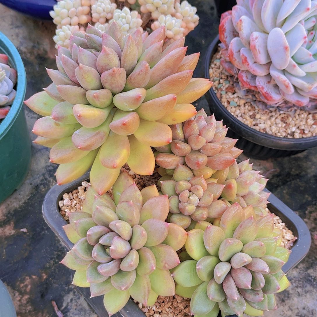 黄金象牙23公分89998889888