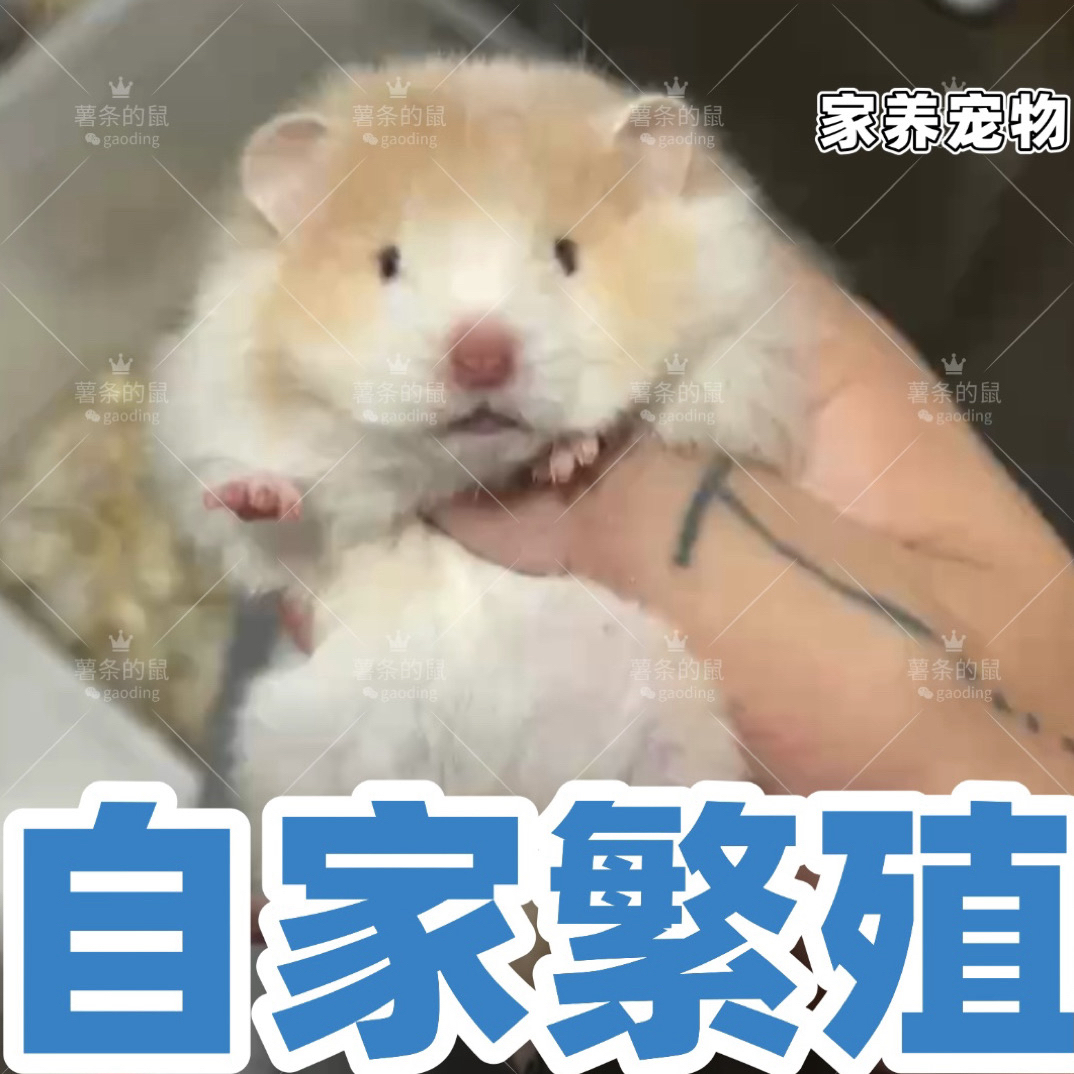 家养长毛短毛金丝熊米熊仓鼠可爱温顺宠物