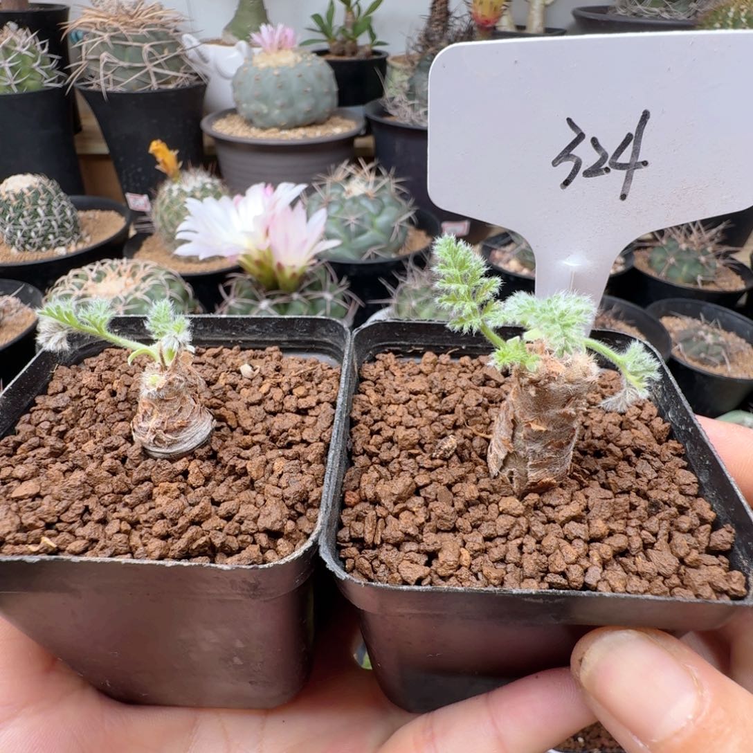 324羽叶洋葵两颗脱土发货