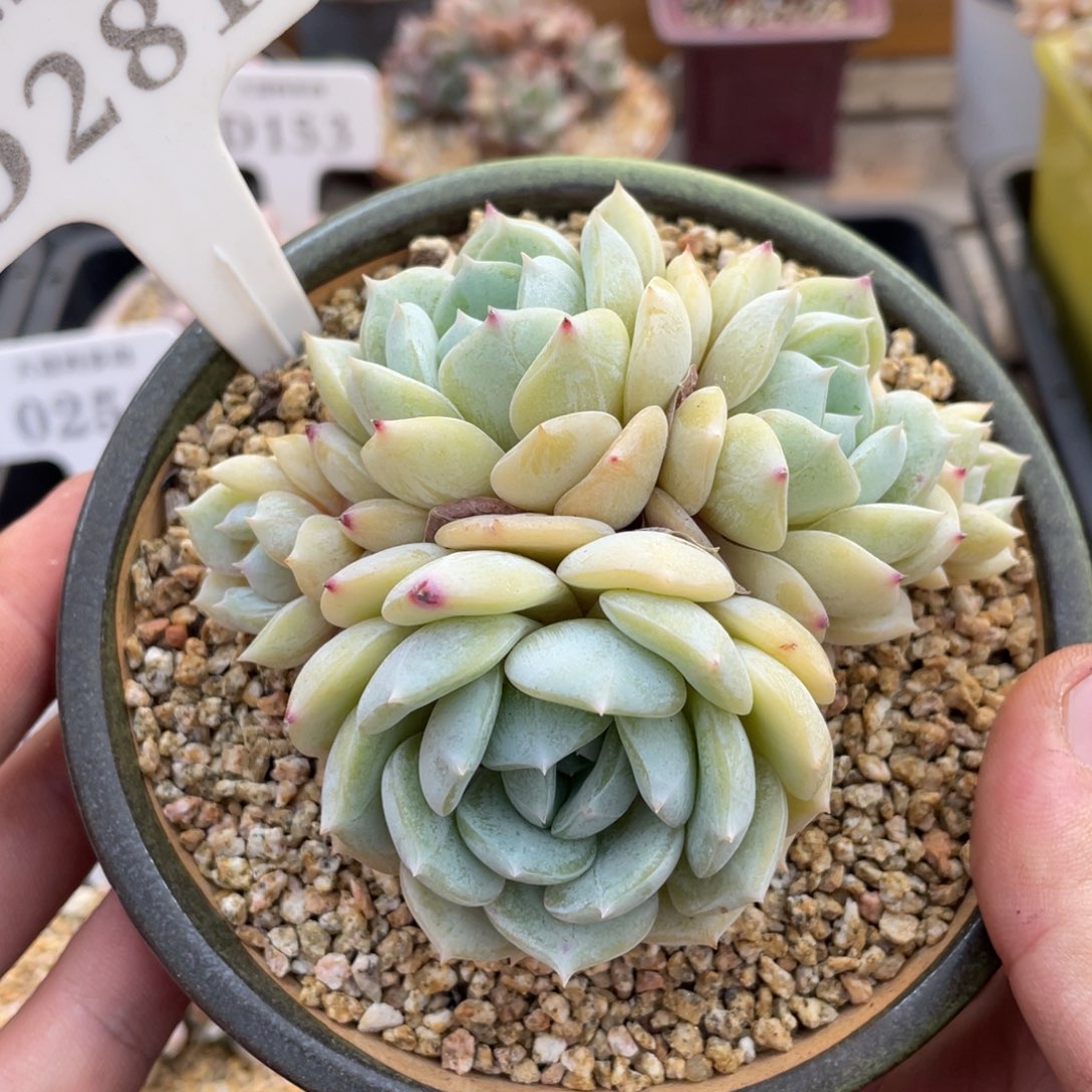 281劳林不带盆10厘米