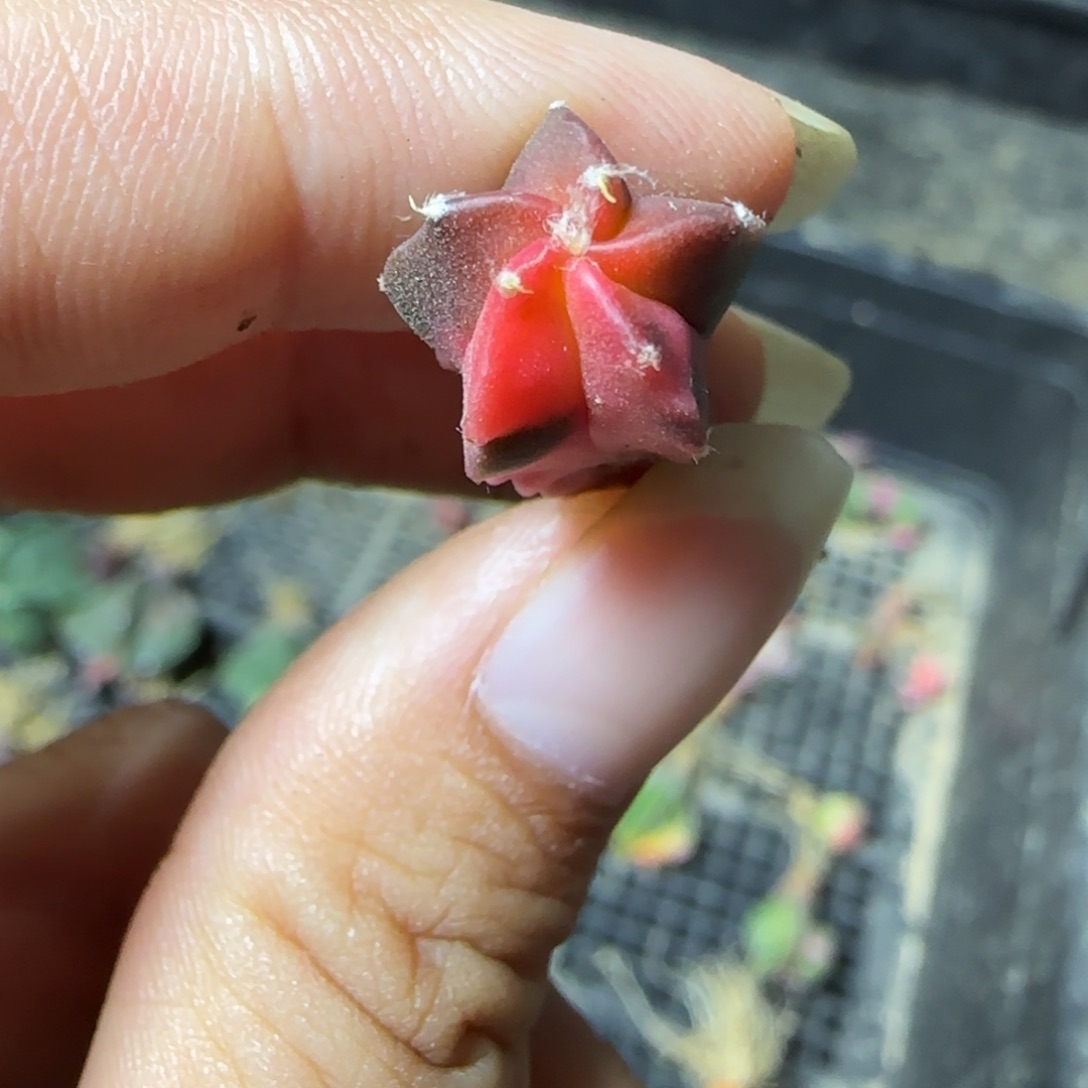 04实生鸾凤锦多肉