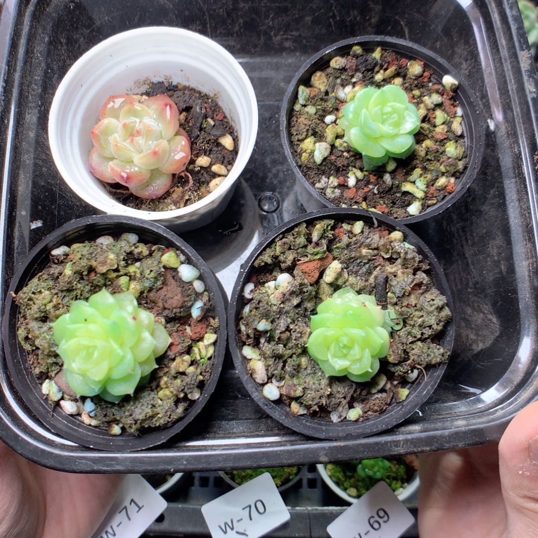 无花朵W74英语英语英语