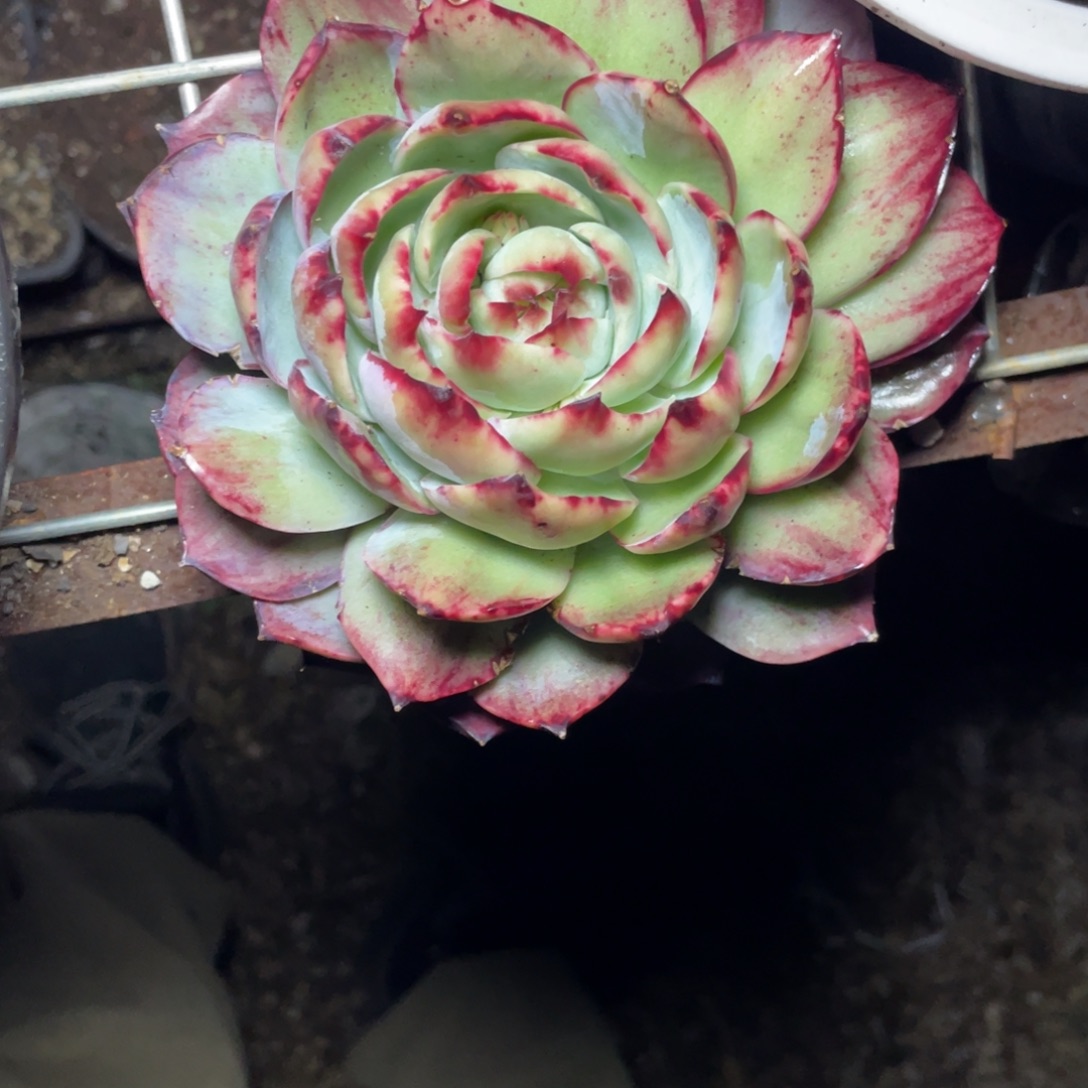 金***哩惊鸿仙子瑕疵福利