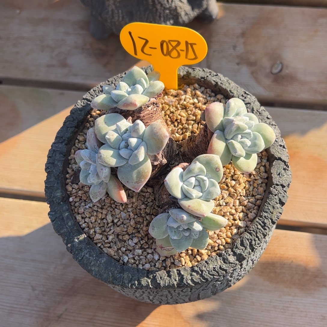 12-08-15苹果叶含盆