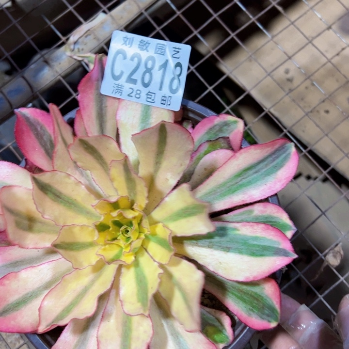 金*一2818多肉植物法师魅影