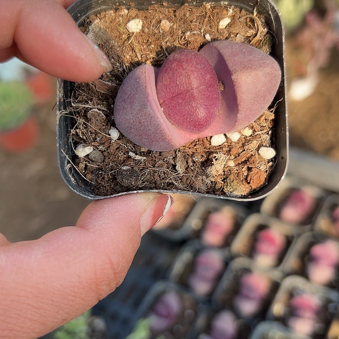 多肉植物紫帝玉单头