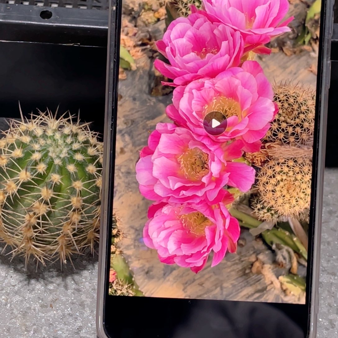 丽 丘比特侧芽歪4公分左右