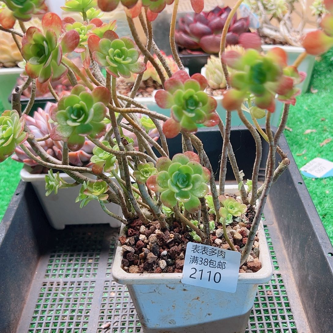多肉一物一拍植物2110