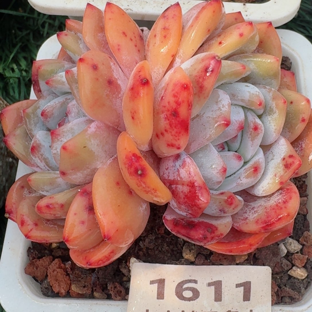 1611一物一拍（满28包邮）