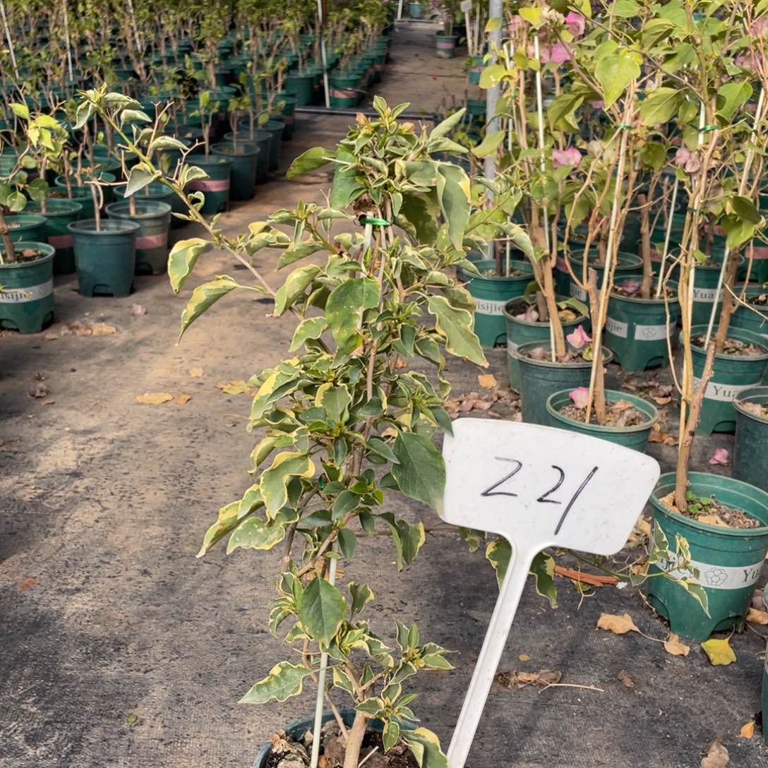 全部花朵马斯佩拉克Z21