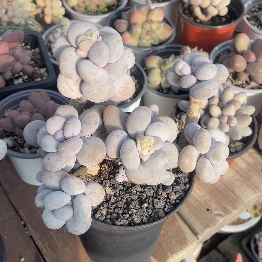 烟美人 脱土发 10口盆