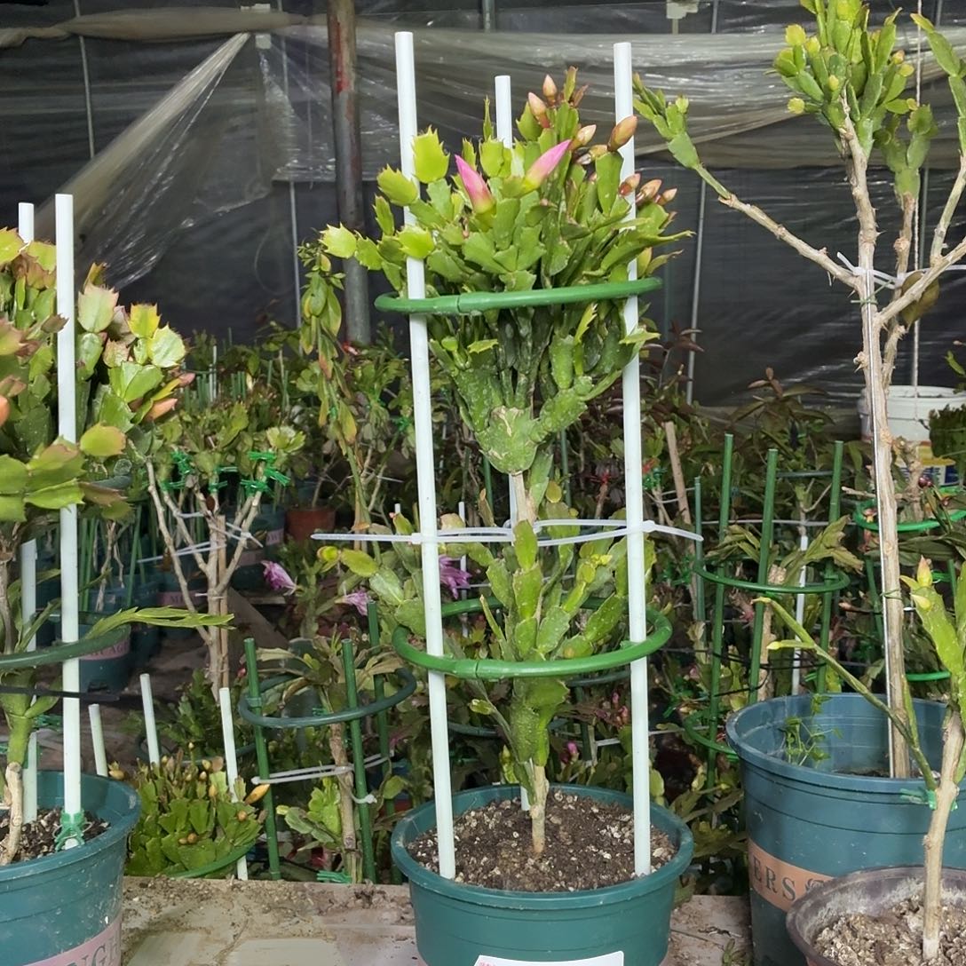 无花朵游来游去鱼花友叶仙嫁接两层三色