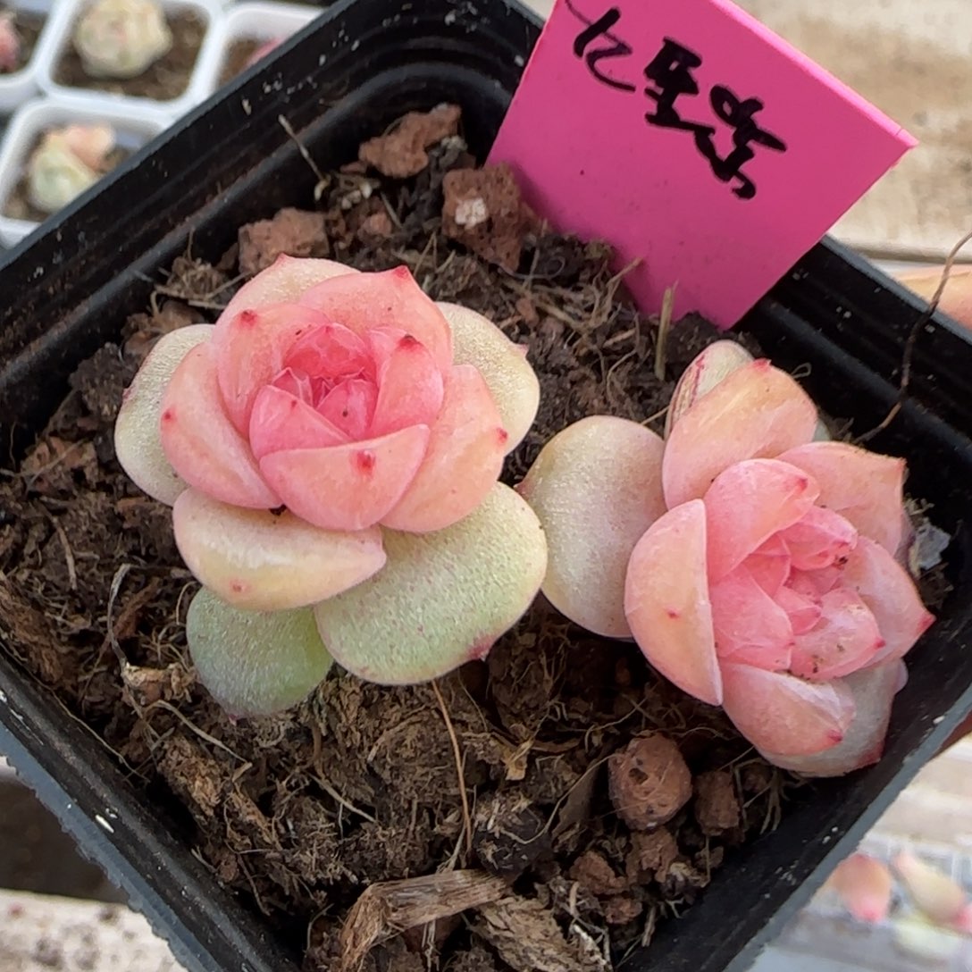 九重紫盆一个满25包邮