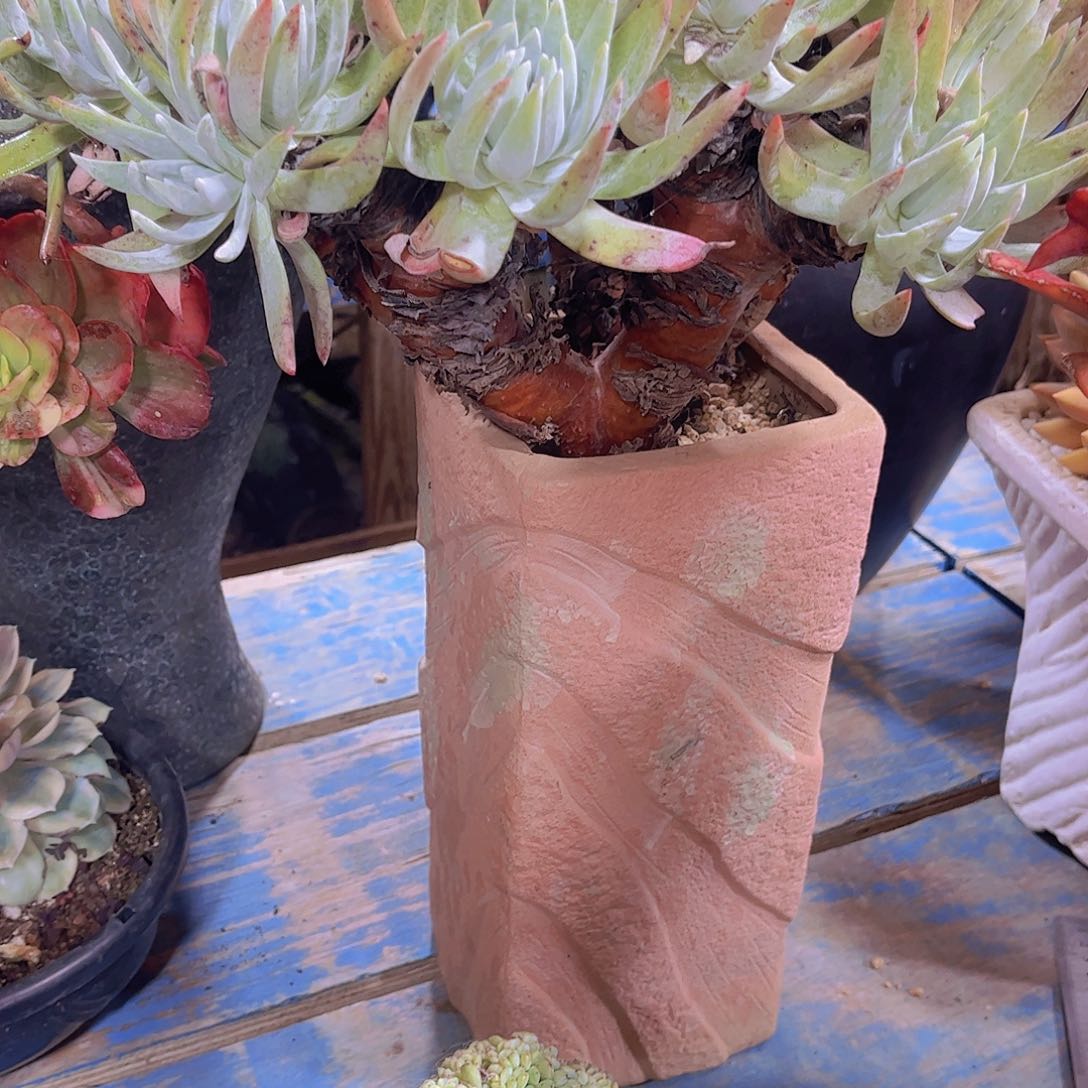 无*多肉植物保护研究所