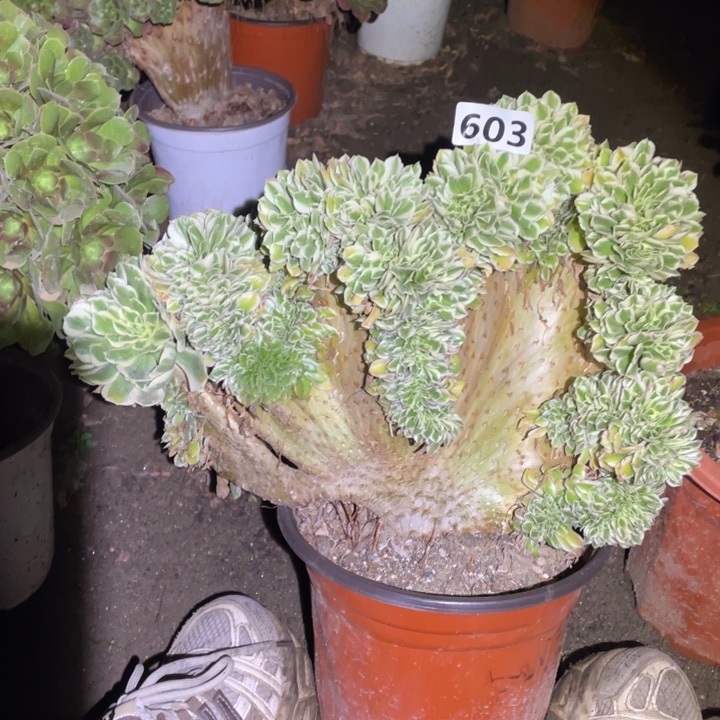 33厘米左右迈巴赫缀法师603号