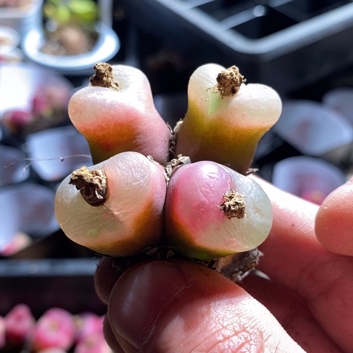 默**期19252一个一个一个