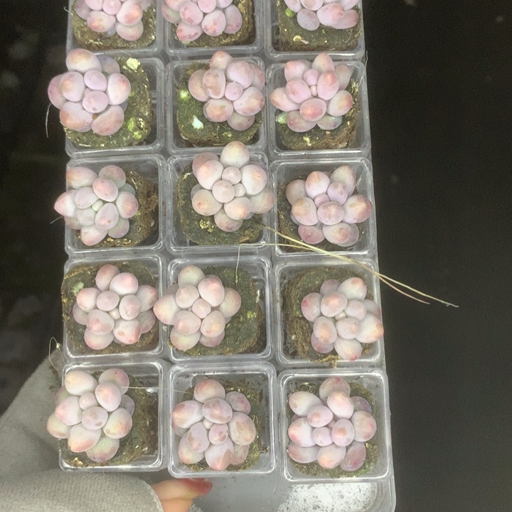 彩虹奶10颗 包邮。多肉