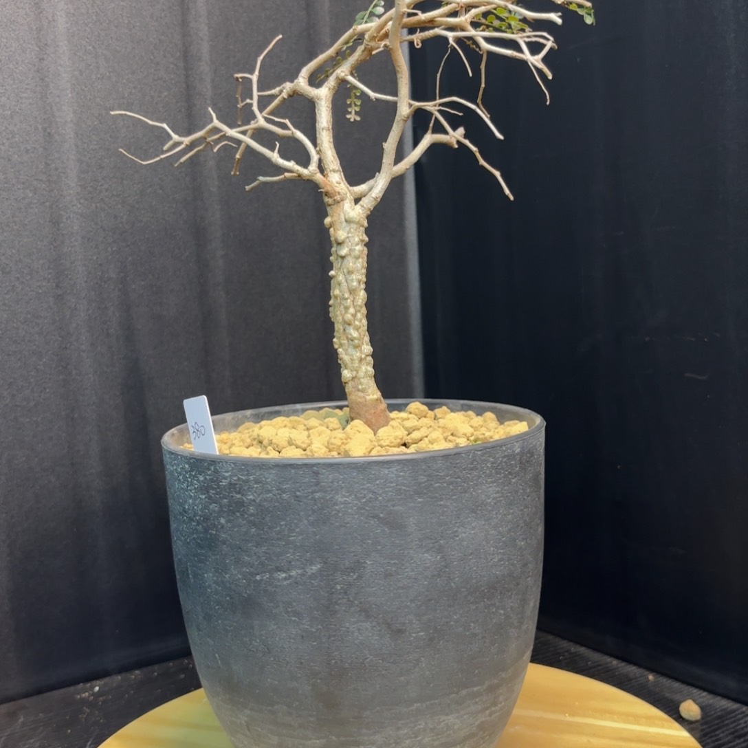 木象足漆树带盆土发货