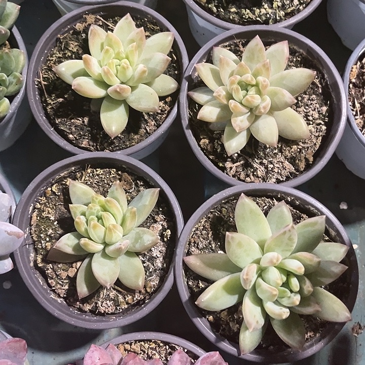 单头杂交系列美人