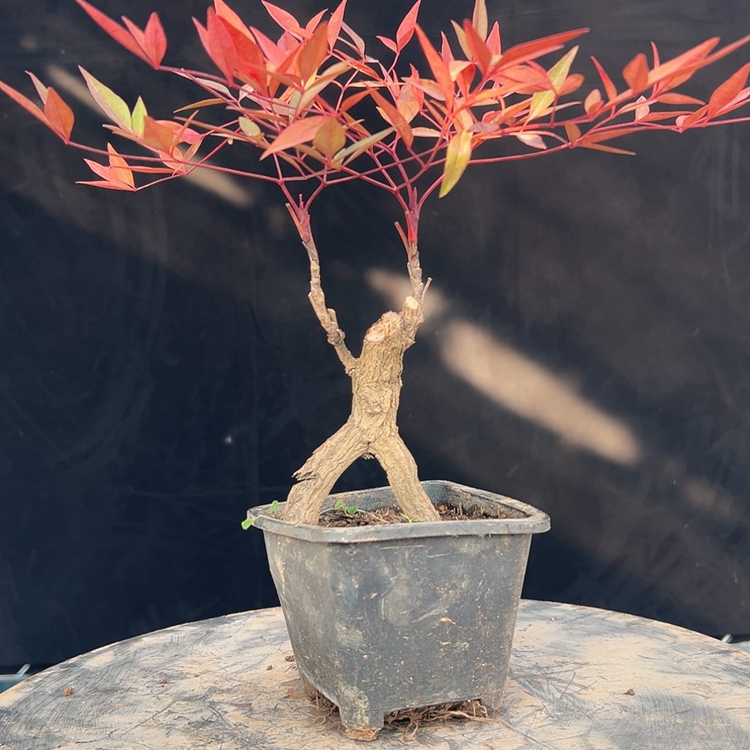 不开花植物000000020