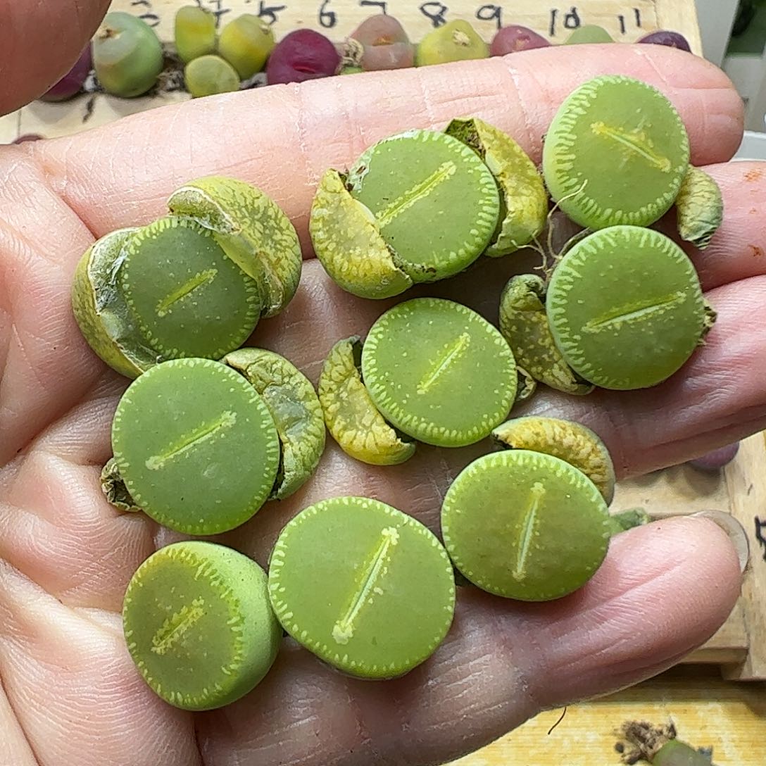 净窗优选光阳玉………………