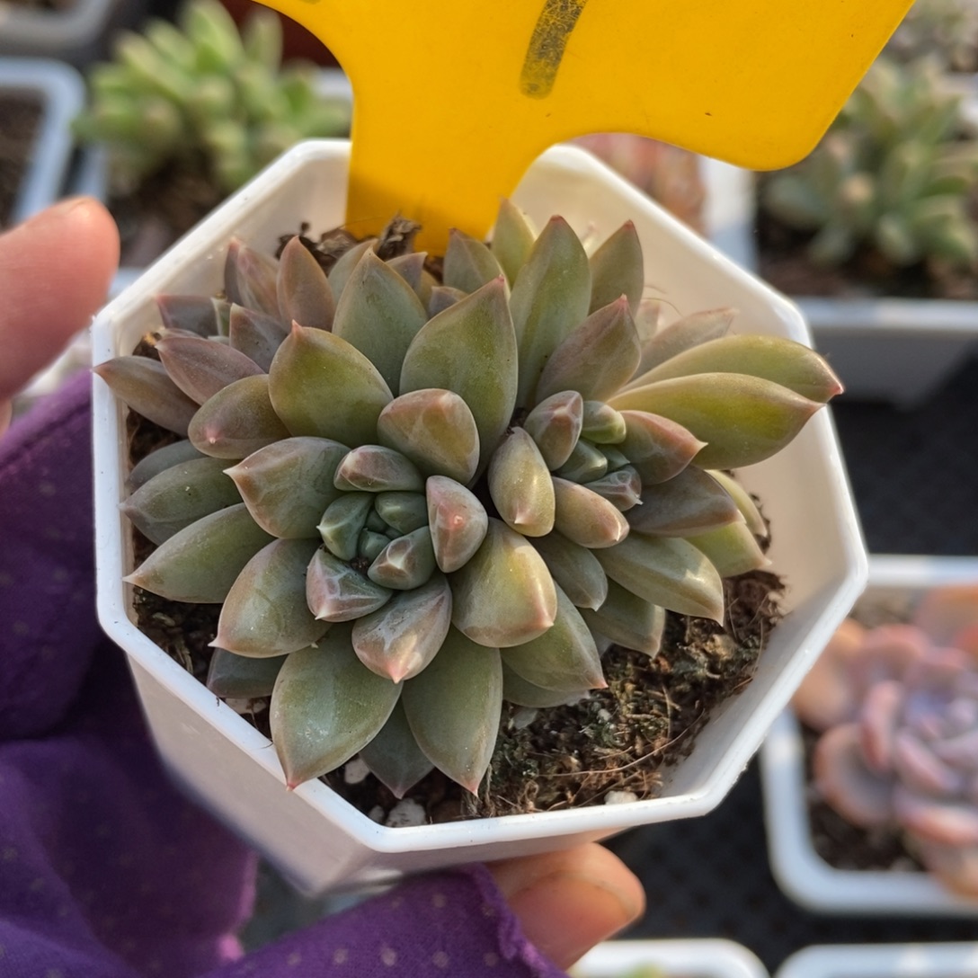 917雨花石多肉植物