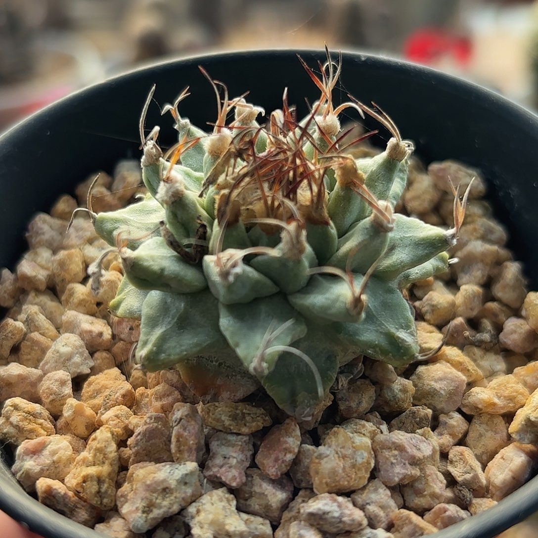 仙人球实生赤花娇丽