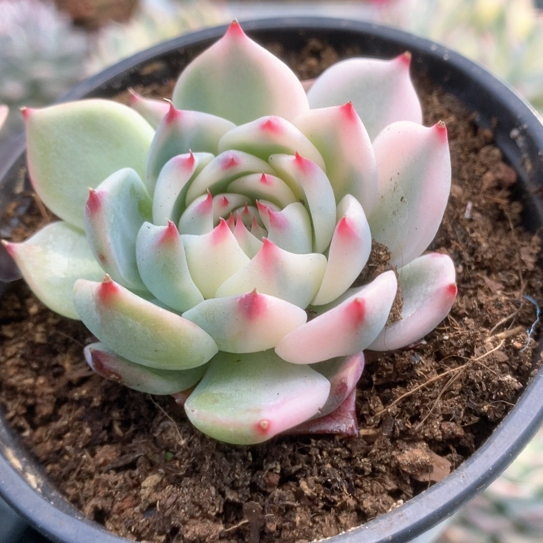 156锦锦锦锦锦锦锦年