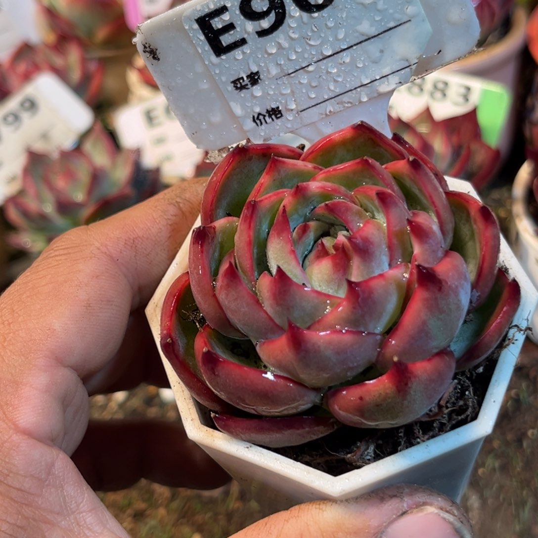 惊鸿一瞥909号多肉