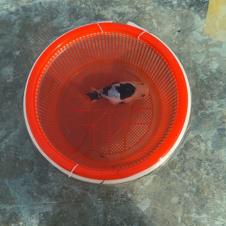 鲸***鱼海水鱼鲸鱼一条黑白兰寿