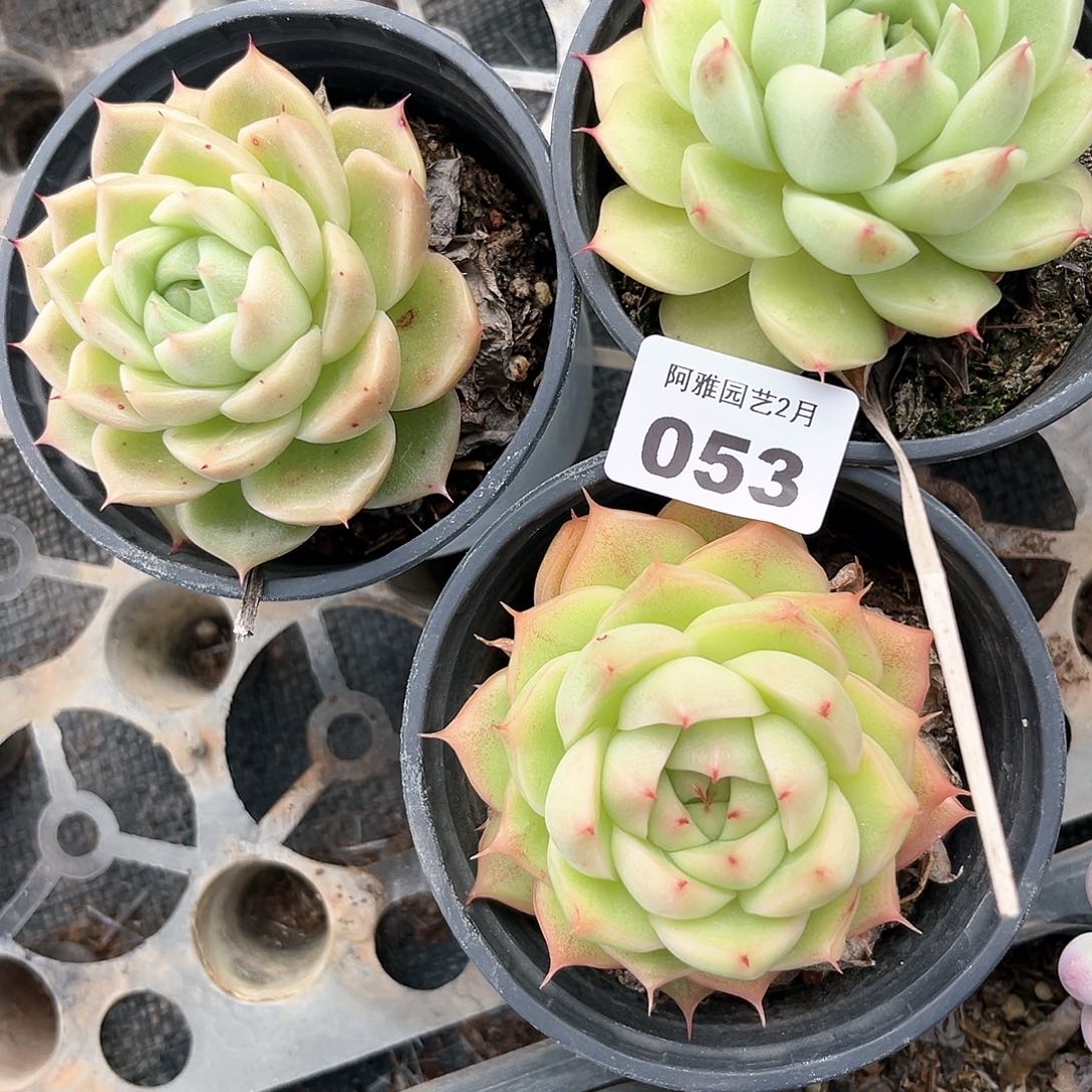 阿雅园艺。    053