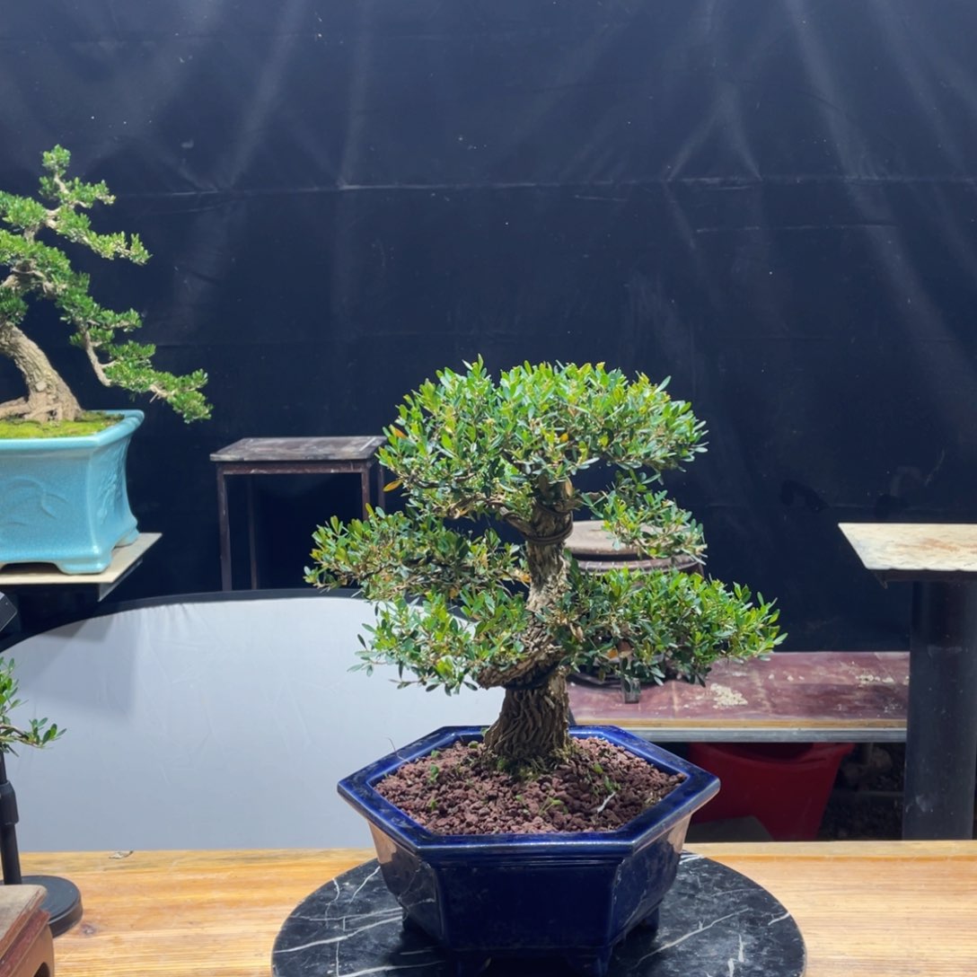 盆景盆景等花卉吗