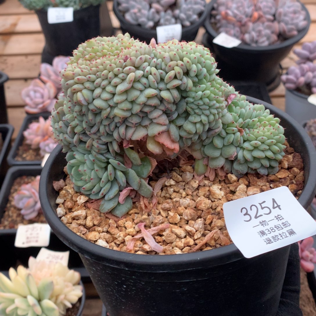 13厘米小树白胖子缀3254