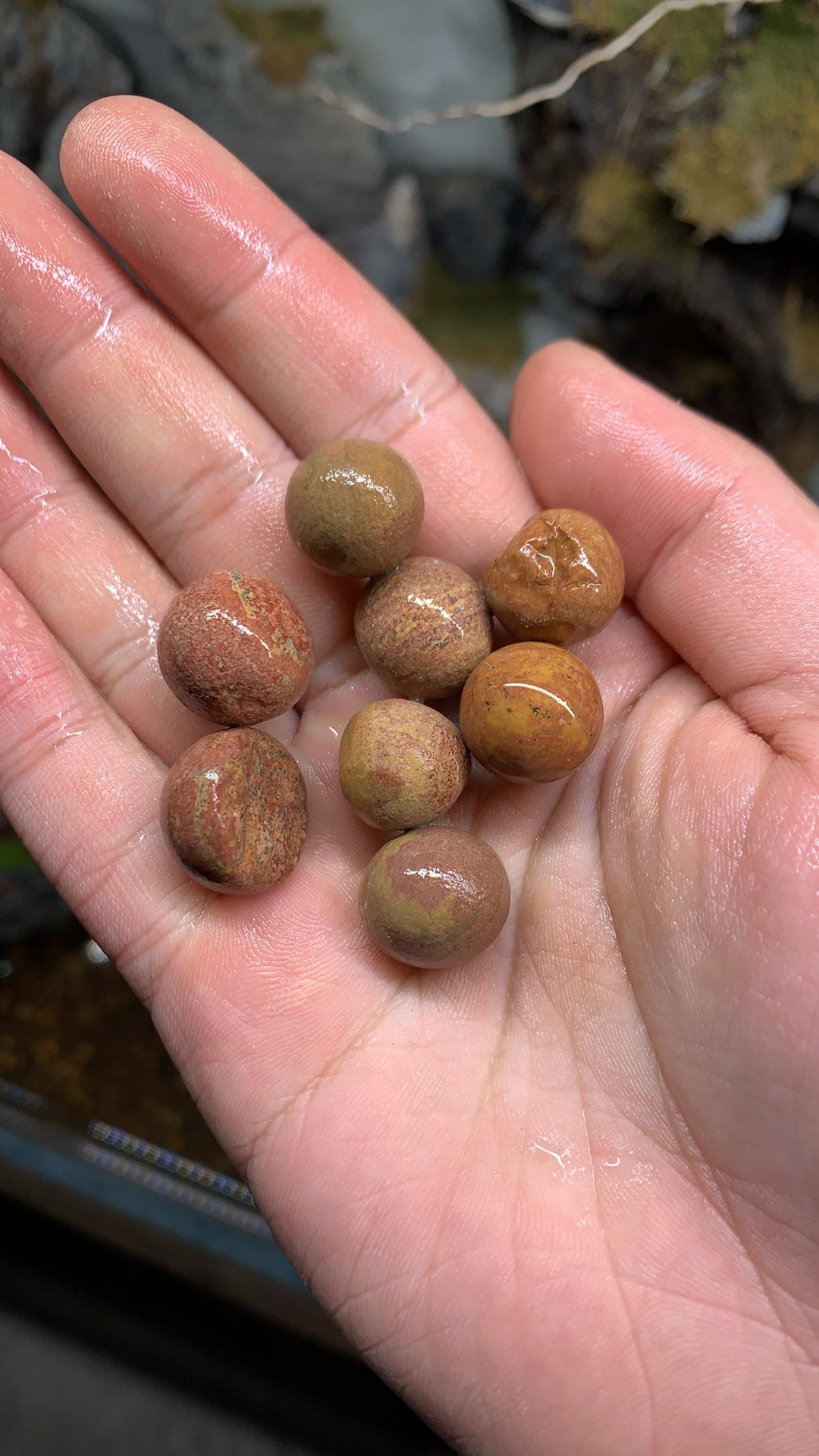 正宗泗滨砭石泡水颗粒一斤