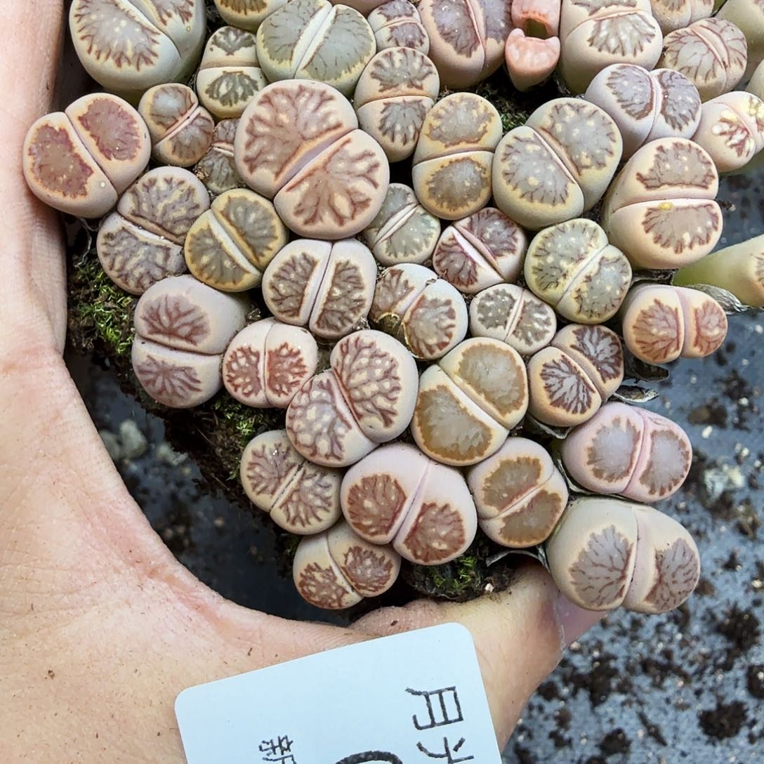 青***冰哈哈笑了啊你真的有076是