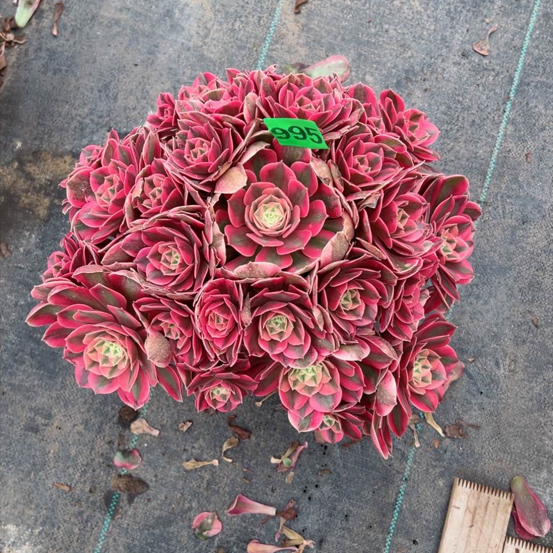 995红粉佳人法师多肉植物