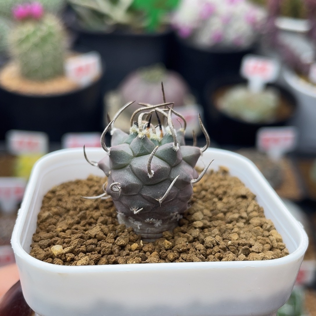 实生大尤安德森娇丽