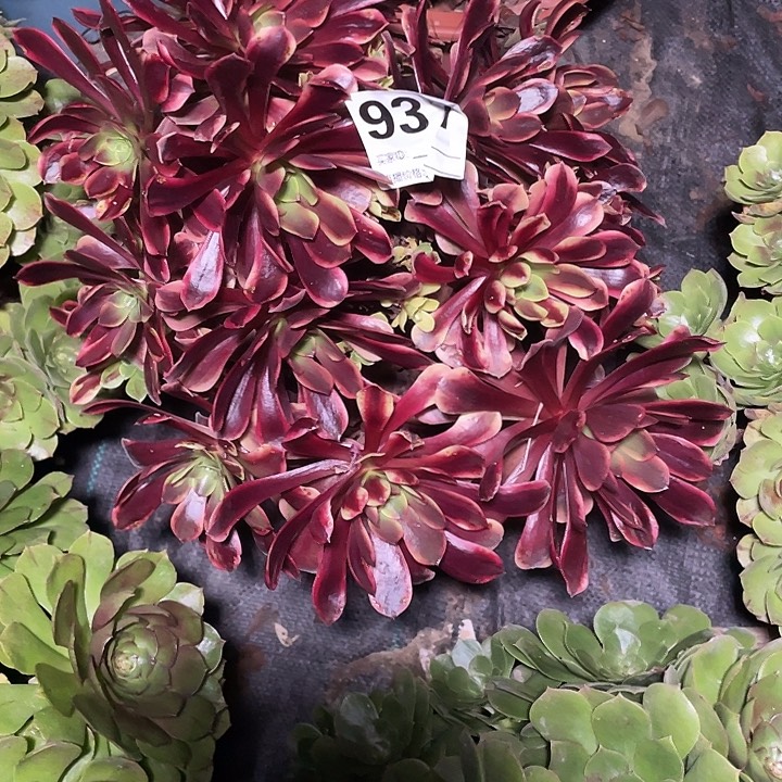 931欧嘉莉花花3-17