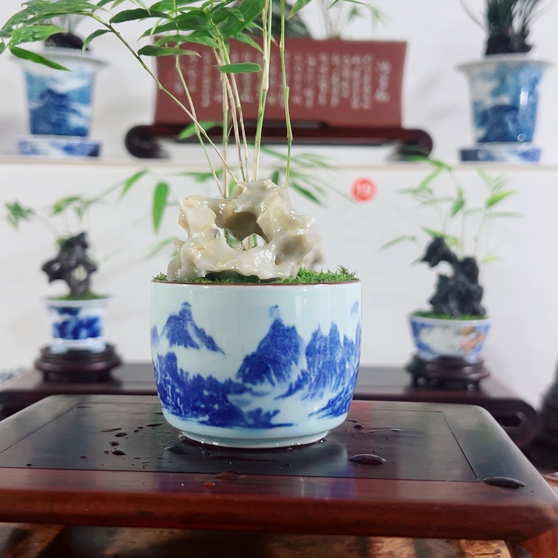 无花朵盆景，凤尾竹，玲珑石