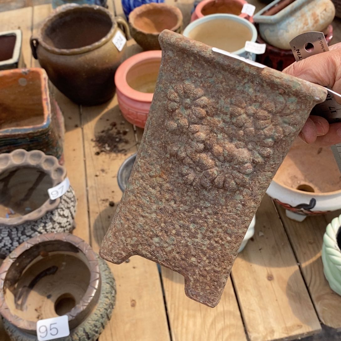 红陶笨*熊87号多肉盆一个呀