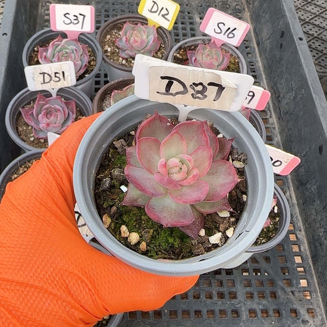 啊**斯D87惊鸿单头多肉