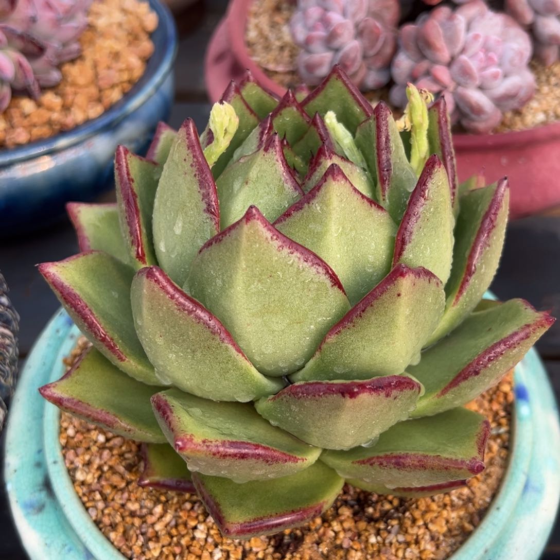 从前慢多肉精选编号0221.190